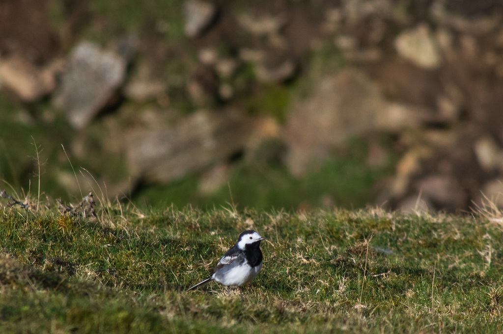 Pied Wagtail