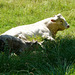 Big white bull