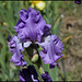 Iris Orchidarium (3)