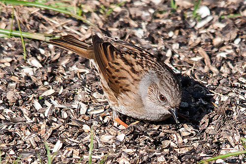 20150319 3570VRTw [D~RI] Heckenbraunelle (Prunella modularis) [m],  Rinteln