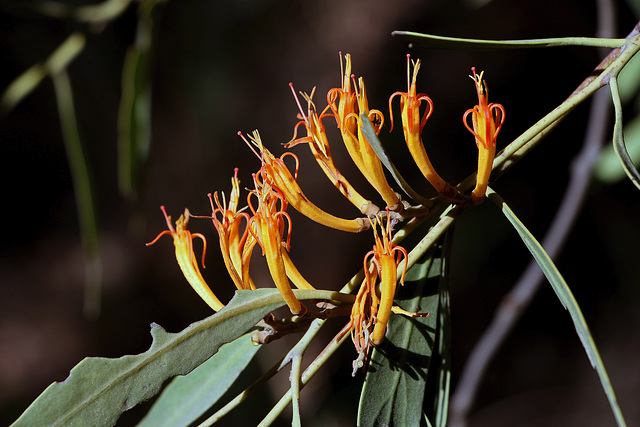 Apostle Mistletoe