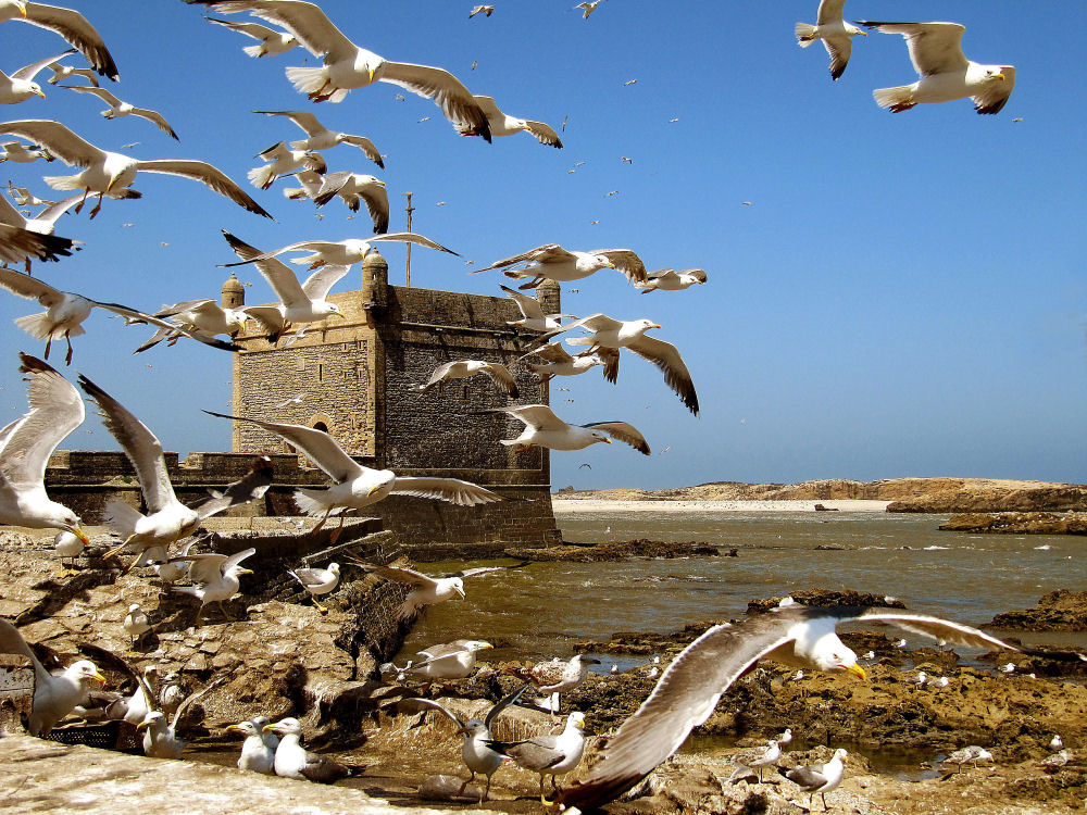 Le message des oiseaux