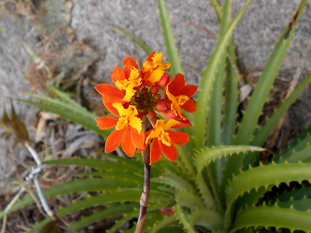 DSCN1219 - orquídea-da-praia Epidendrum fulgens (ex-mosenii), Orchidaceae