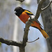 Baltimore Orioles