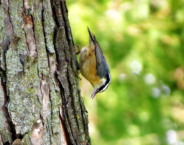 Red-breasted Nuthatch (Rotbrust Kleiber)