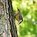 Red-breasted Nuthatch (Rotbrust Kleiber)