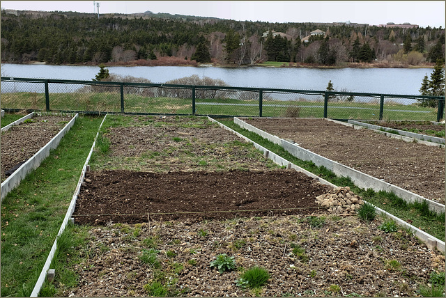 A garden. A plot. A hope for fresh vegetables.