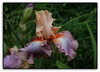 Iris Goodbye Heart