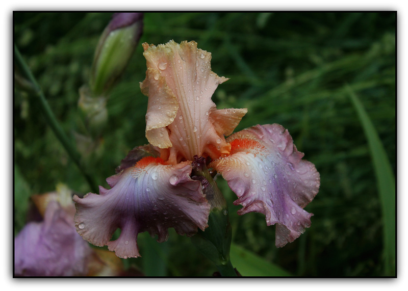 Iris Goodbye Heart