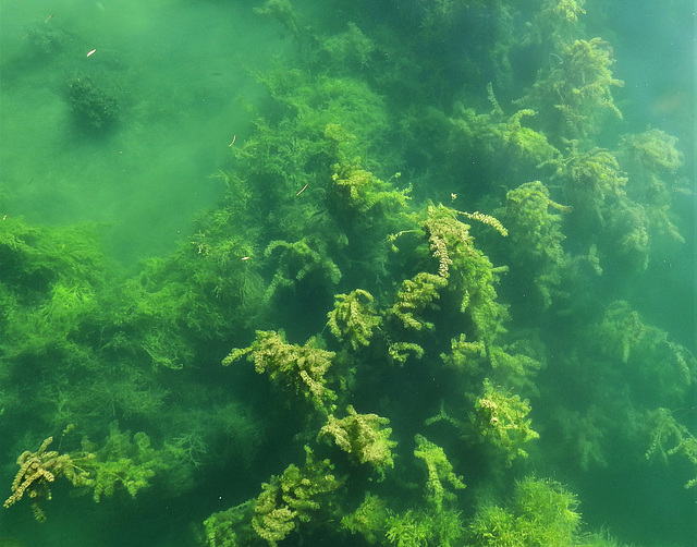 Unterwasserwelt im Bodensee