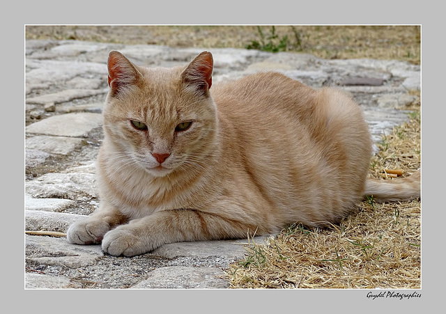 Chat pépère ...