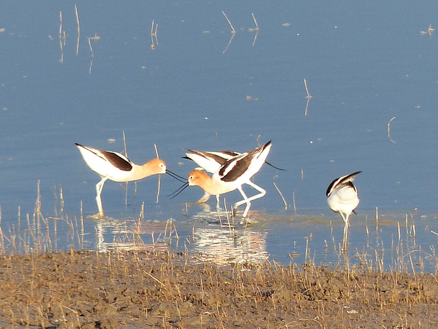 AmericanAvocets