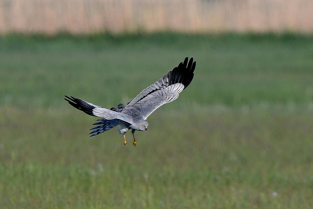 Wiesenweihe-Männchen -fliegt