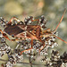 20221029 1968CPw [D~LIP] Amerikanische Kiefernwanze (Leptoglossus occidentalis) [-Zapfenwanze], Gewöhnlicher Dost (Origanum vulgare), Bad Salzuflen