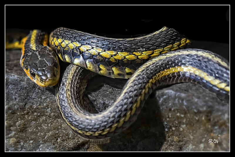 Wild Eastern Garters