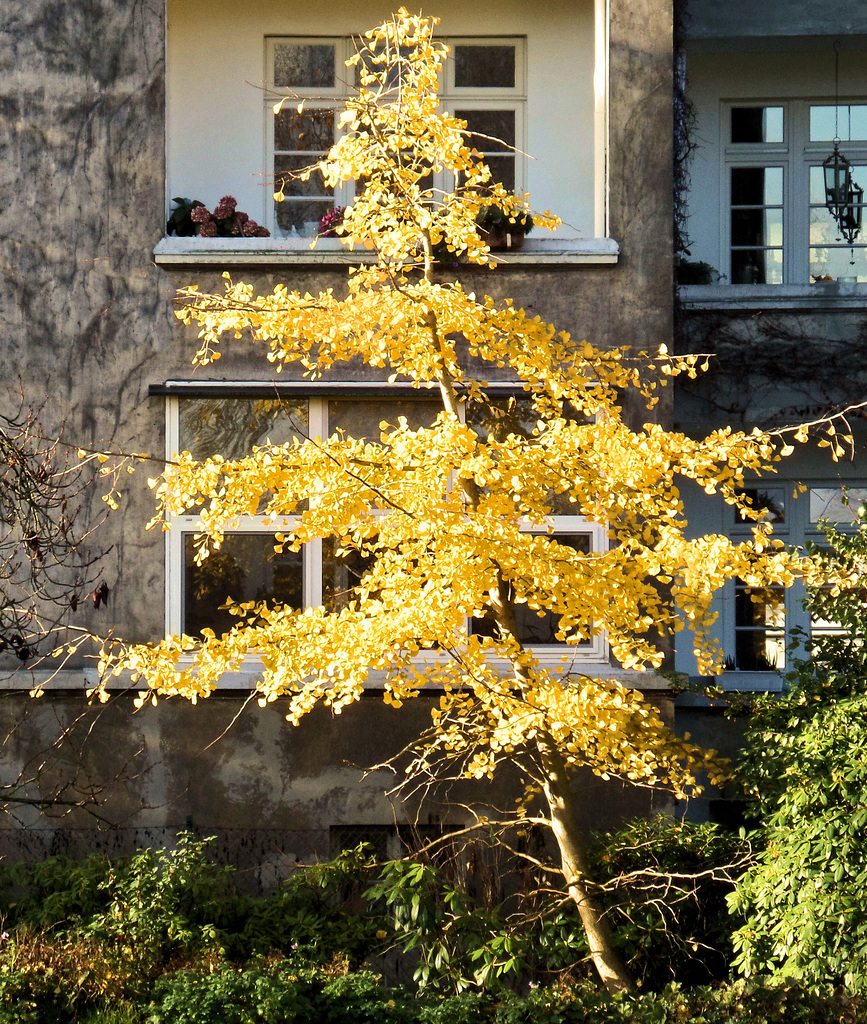 Ginko im Haynspark