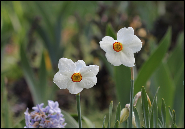 Narcissus poeticus (3)