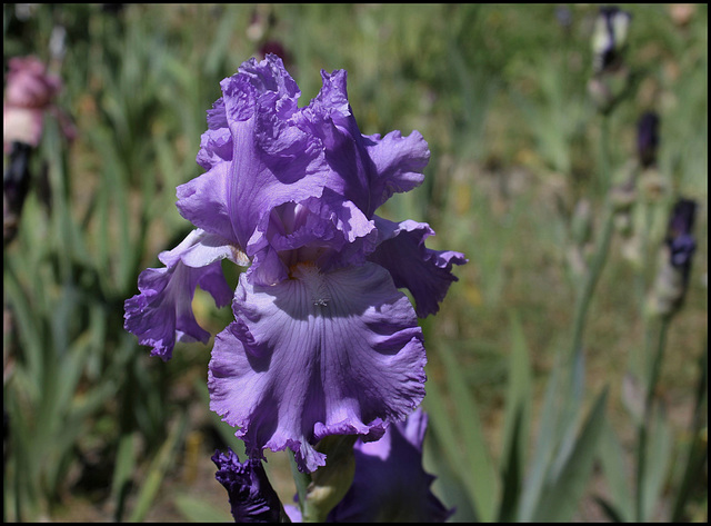 Iris Orchidarium (4)
