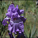 Iris Orchidarium (4)