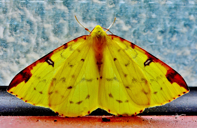 Brimstone Moth. Opisthograptis luteolata