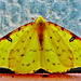 Brimstone Moth. Opisthograptis luteolata
