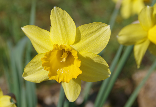 Demain c'est le printemps !