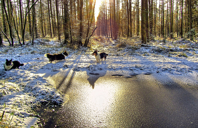 Corgi trio in the winter sun