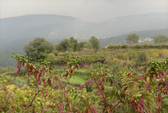 Parque Nacional da Peneda-Gerês, Vinhas, insert