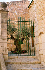 Der Zaun beim Olivenbaum