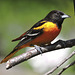 Baltimore Orioles