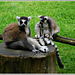 Le Maki Catta au parc zoologique de Pleugueneuc