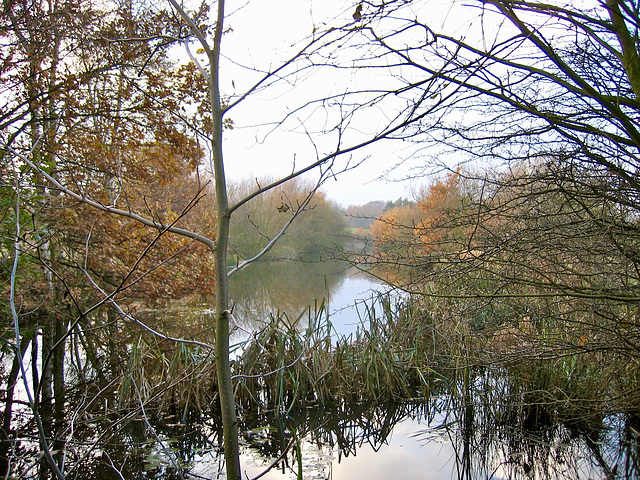 Small lake below Forge Mill Lake in Sandwell Valley