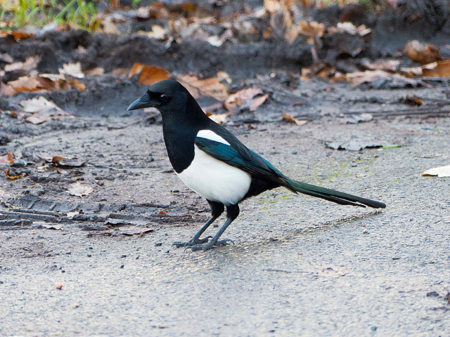 Magpie posing (1)