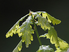 Chêne parapluie