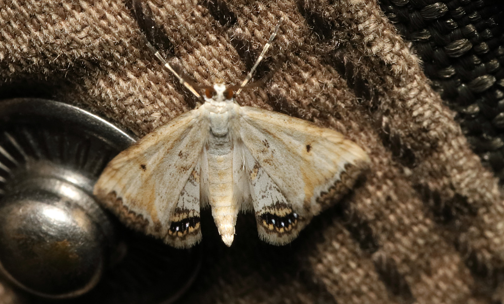 IMG 5555Moth