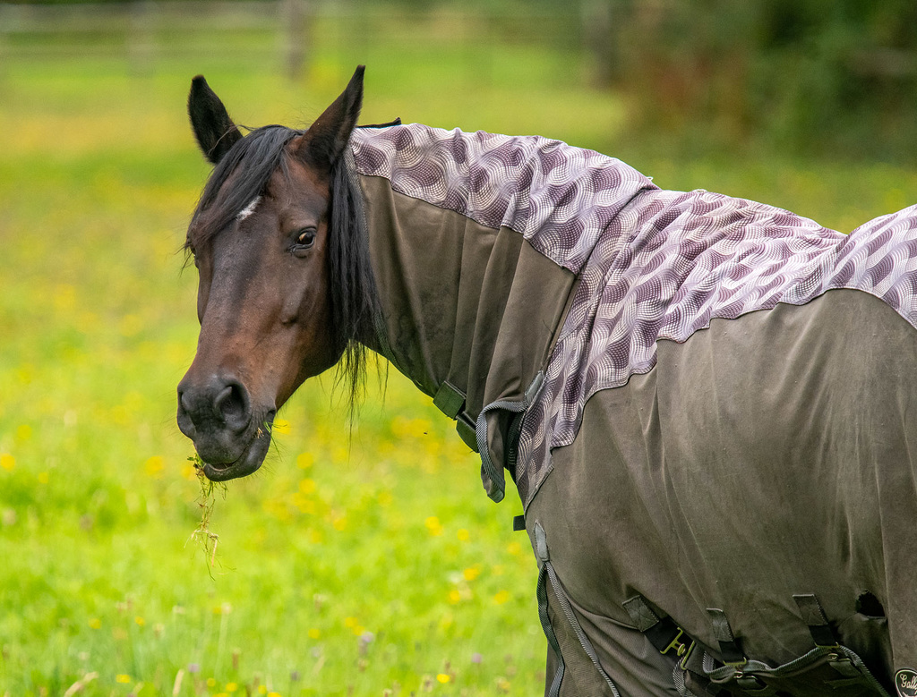 A horse at Parkgate