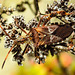 20221029 1969CPw [D~LIP] Amerikanische Kiefernwanze (Leptoglossus occidentalis) [-Zapfenwanze], Gewöhnlicher Dost (Origanum vulgare), Bad Salzuflen