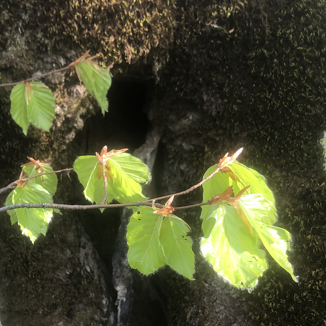 New leaves.