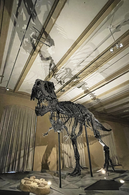 T Rex, Museum für Naturkunde