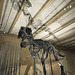 T Rex, Museum für Naturkunde