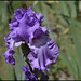 Iris Orchidarium (5)