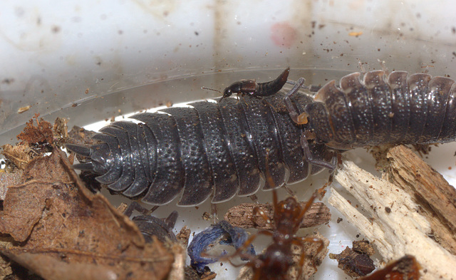 IMG 5032Woodlice and friends Perivale Nature Reserve 30May2015Canon550DCanonMPE