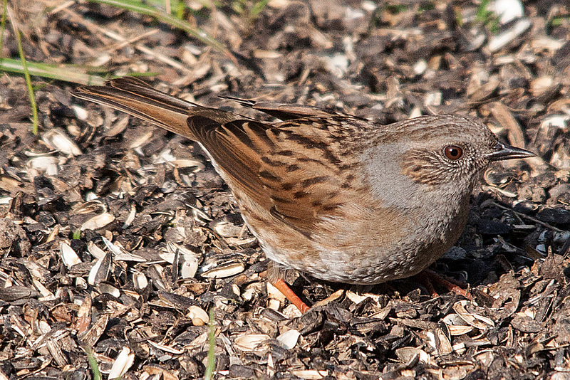 20150319 3572VRTw [D~RI] Heckenbraunelle (Prunella modularis) [m],  Rinteln