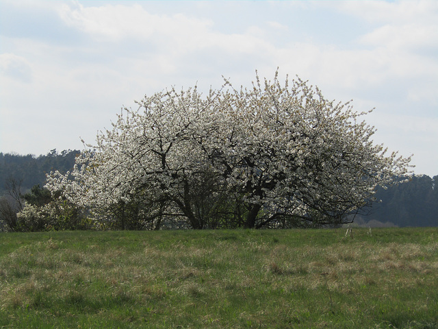 aufgeblüht