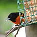 Baltimore Orioles