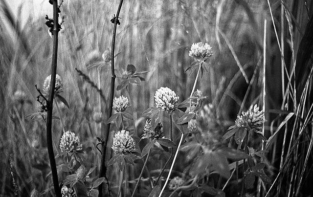 Red clovers