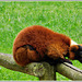 Le Vari Roux au parc zoologique de Pleugueneuc