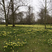 Just a few Daffodils