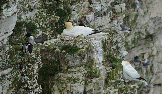 IMG_1511Gannet