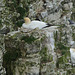 IMG_1511Gannet